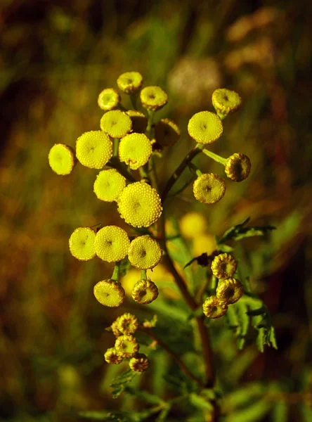 Желтые цветы на лугу, Польша — стоковое фото