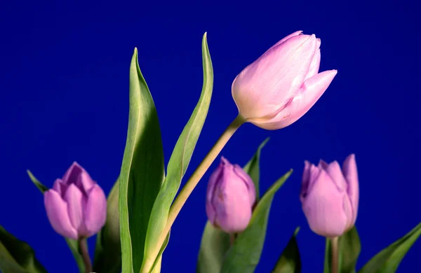 Flor de tulipán violeta sobre fondo azul —  Fotos de Stock