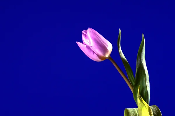 Fialové tulipány na modrém pozadí — Stock fotografie