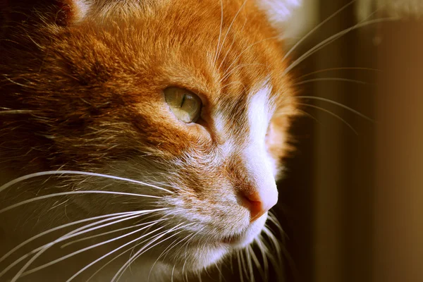 Eye of ginger cat — Stock Photo, Image