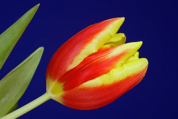 Flor de tulipán rojo y amarillo —  Fotos de Stock