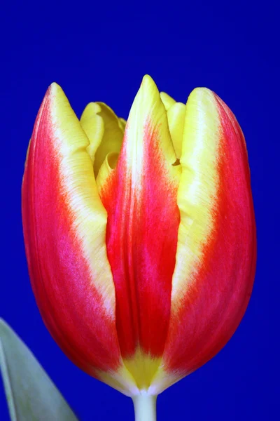 Flor tulipa vermelha e amarela — Fotografia de Stock