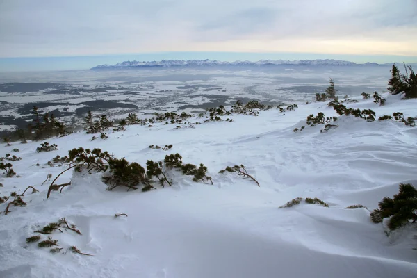 Montanhas Cárpatas no inverno — Fotografia de Stock
