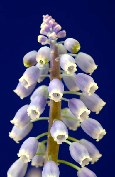 Flor Muscari azul e branco — Fotografia de Stock