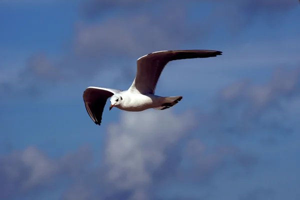 Flying White Seagull, Poland, Baltic — стоковое фото