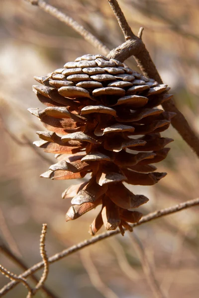 Pijnboom met pinecone na bushfire op Zakynthos eiland — Stockfoto