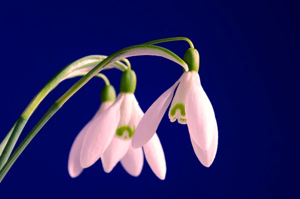 青い背景に白い一般的なスノー ドロップ花 — ストック写真