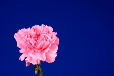 Pembe çiçek dianthus mavi zemin üzerine