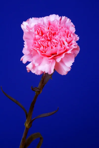 Růžový květ hvozdík na modrém pozadí — Stock fotografie