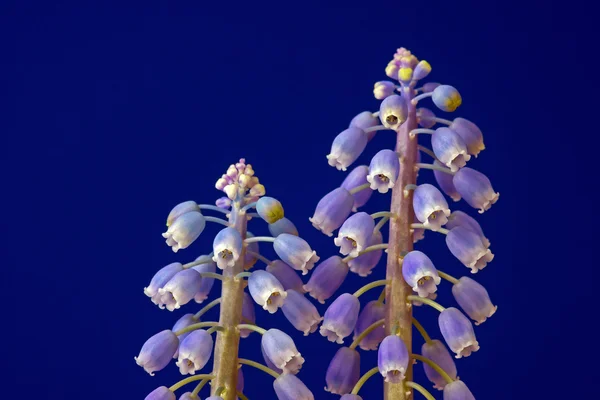 stock image Blue and white Muscari flower