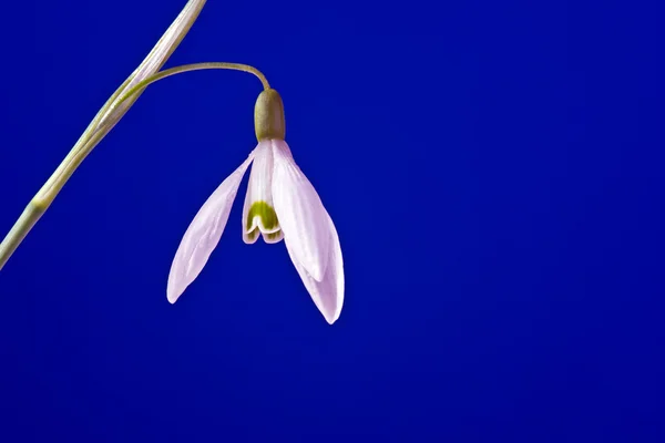 Mavi zemin üzerine beyaz ortak kardelen çiçek — Stok fotoğraf
