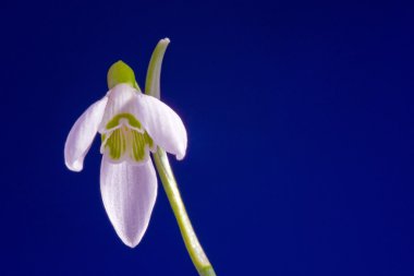 mavi zemin üzerine beyaz ortak kardelen çiçek
