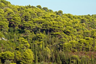 Dağlar Zakynthos adada ormanda