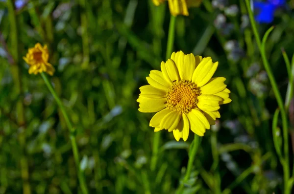 Flower Eastern groundse on meadow — Stock Photo, Image