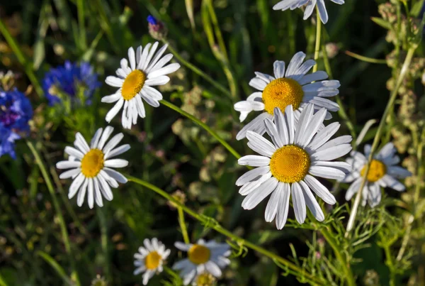 Branco flor aster no prado — Fotografia de Stock