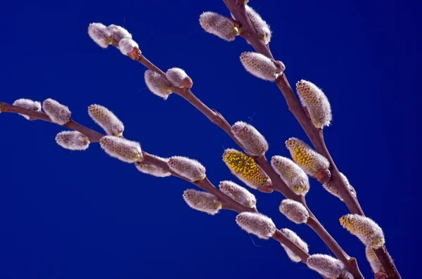 尾状花序 - 青い背景にイースター装飾 — ストック写真