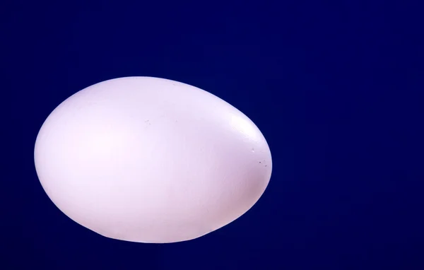 Easter egg on blue background — Stock Photo, Image