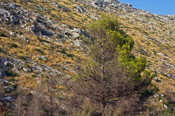 Kiefer mit Tannenzapfen nach Buschbrand auf der Insel Zakynthos — Stockfoto