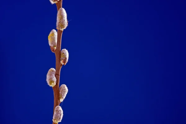 尾状花序 - 青い背景にイースター装飾 — ストック写真