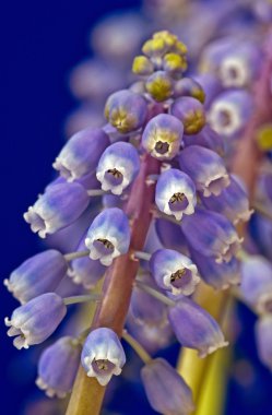 mavi ve beyaz muscari çiçek, makro