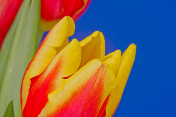 stock image Red and yellow tulip flower