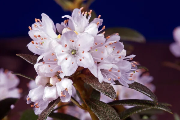青い背景に白いツツジの花 — ストック写真