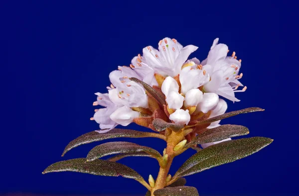 Flores brancas de rododendros no fundo azul — Fotografia de Stock