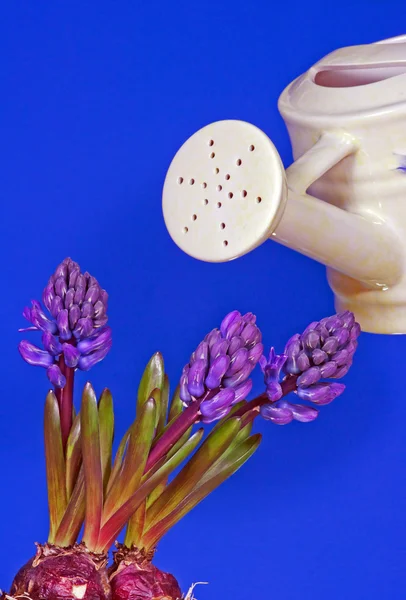 ヒヤシンスの花を持つ磁器の水まき缶 — ストック写真