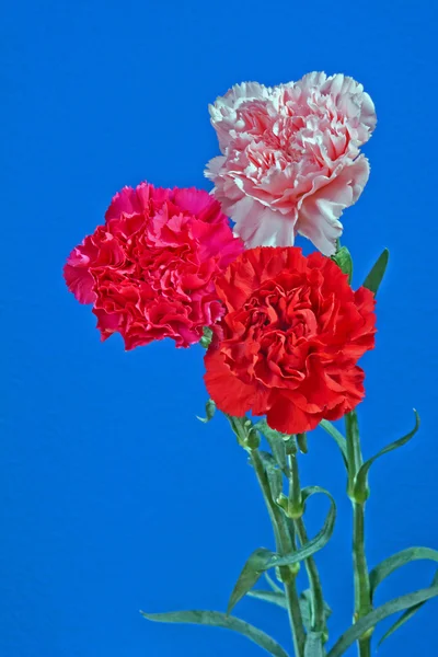 Kwiaty dianthus na niebieskim tle — Zdjęcie stockowe