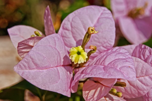Różowy bugenwilli na wyspie zakynthos — Zdjęcie stockowe
