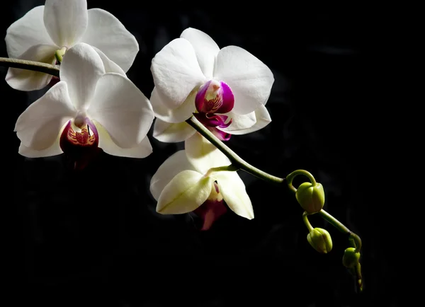 stock image A white Orchid, isolated in Black background