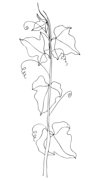 Ilustrované ivy pro jaro design — Stock fotografie