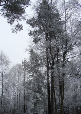 donmuş ağaçlar ile orman yolu