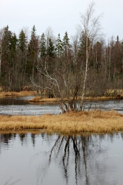 Göl ve ormanlı güzel bir manzara.