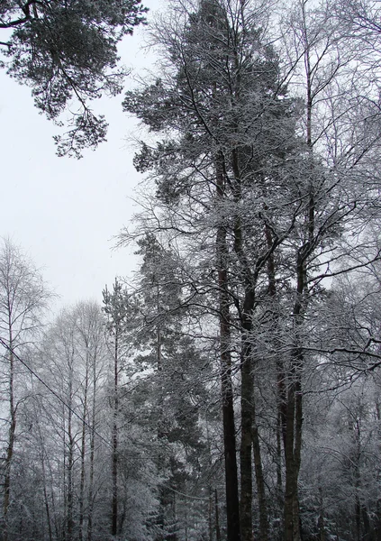Путь в лес с замерзшими деревьями — стоковое фото