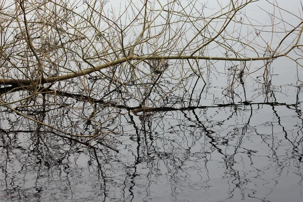 湖の枝 — ストック写真