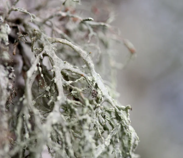 Close up of moss — Stock Photo, Image