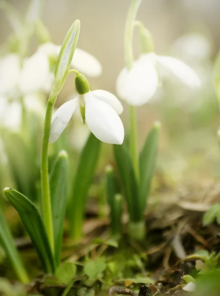 De lente is hier! — Stockfoto