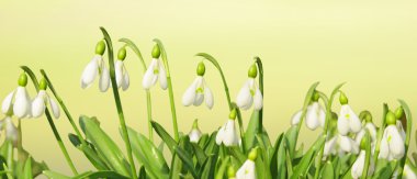 Spring flowers header clipart