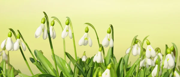 stock image Spring flowers header