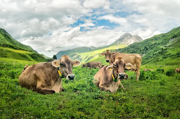 Brązowe krowy — Zdjęcie stockowe