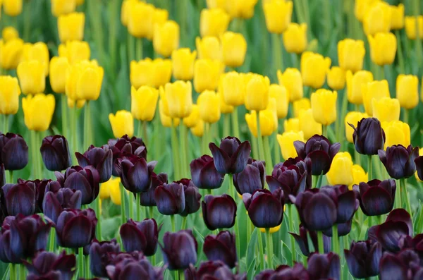 Szép tavaszi tulipán — Stock Fotó