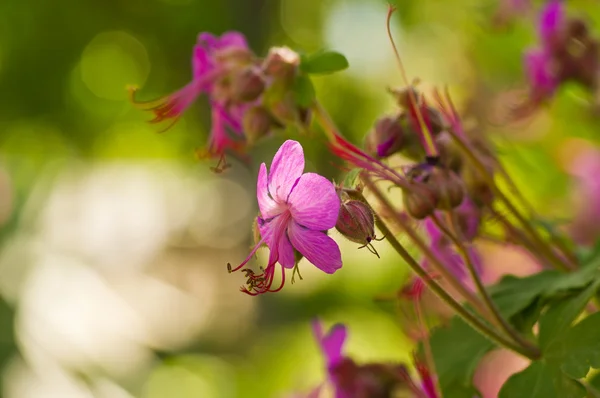Pequenas flores cor de rosa no jardim — Fotografia de Stock