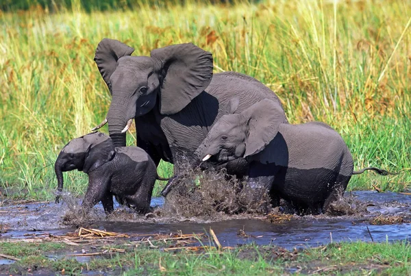 ครอบครัวช้าง — ภาพถ่ายสต็อก