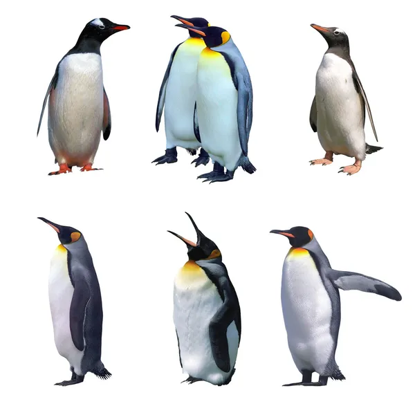 Gentoo isolati e pinguini imperatore Immagini Stock Royalty Free