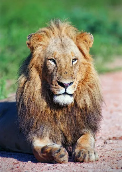 Ritratto leone maschio Foto Stock Royalty Free