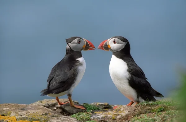 stock image Two funny puffins