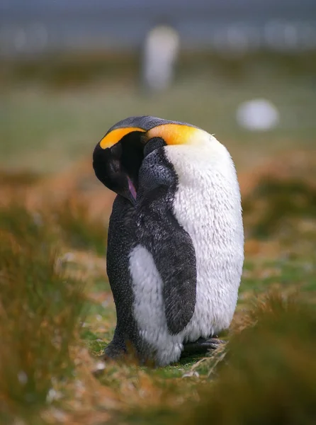 Pinguino imperatore pulcino Foto Stock Royalty Free