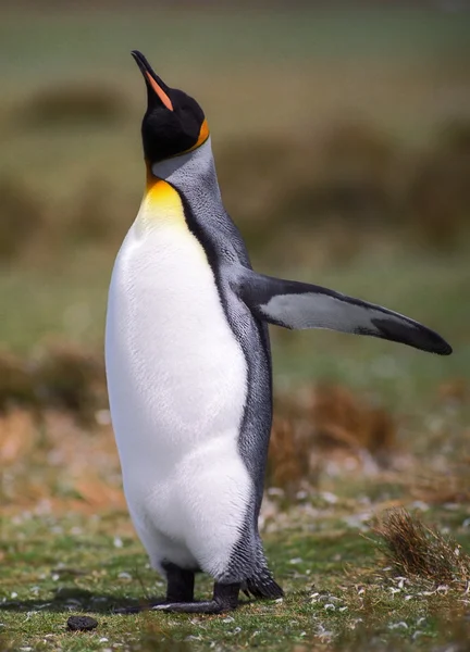 Pinguino imperatore Foto Stock