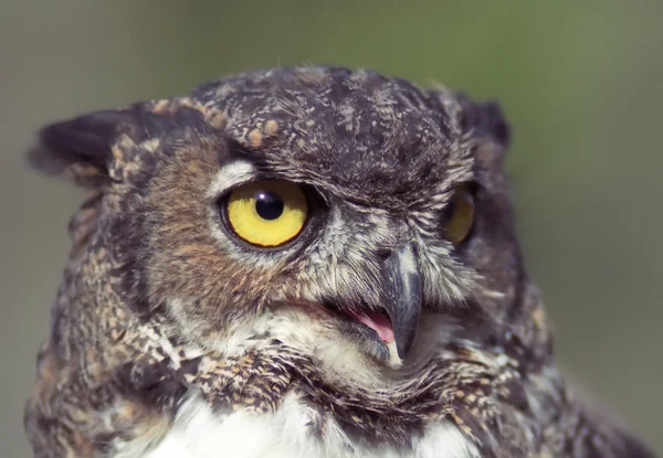Owl's eye — Stock Photo, Image